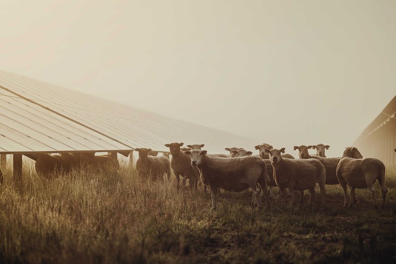 Solaranlagen mit Schafen im Vordergrund bei Sonnenaufgang.