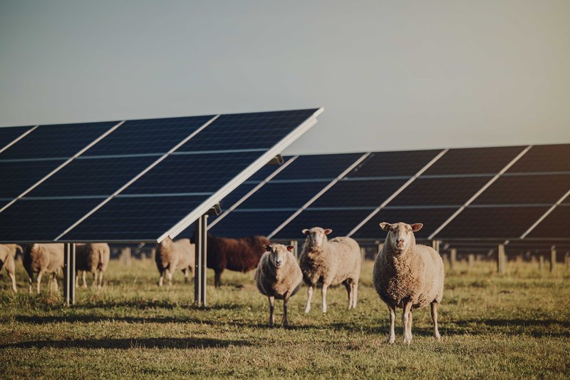 Photovoltaikanlagen auf einer Schafswiese.