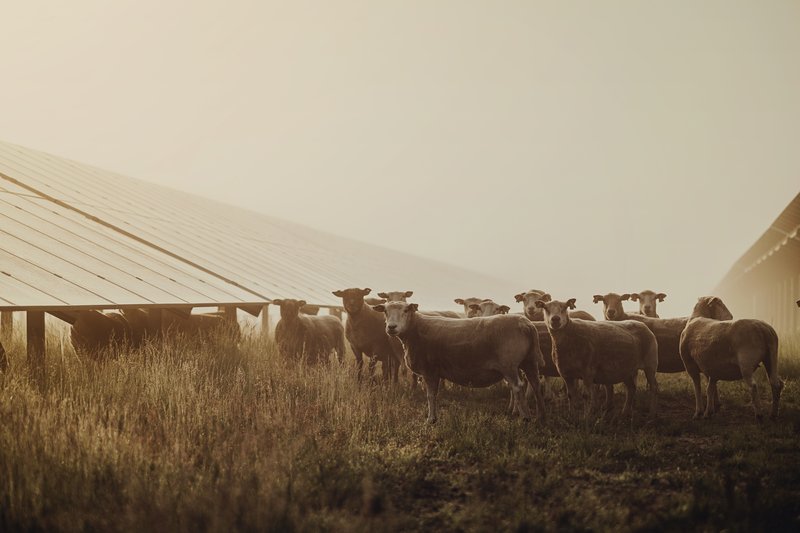 Schafe vor einer Freiflächenanlage (Änderungen im Solarpaket im Überblick).